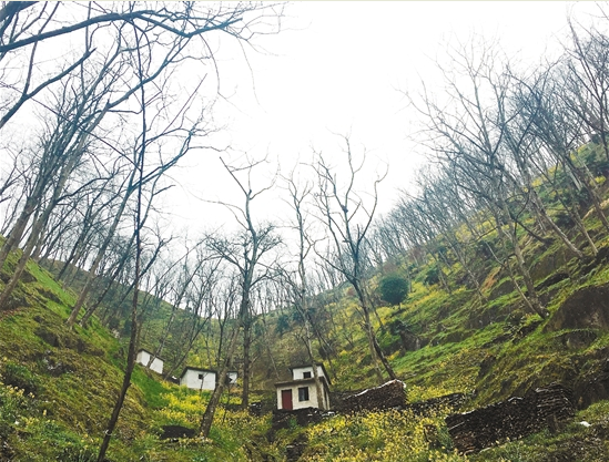 拿什么拯救你，我的山核桃&mdash;&mdash;臨安山核桃產業調查（下）