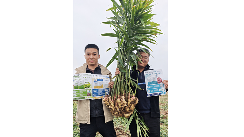 愛(ài)普科技聯(lián)合陜西客戶舉辦大姜測(cè)產(chǎn)觀摩會(huì)