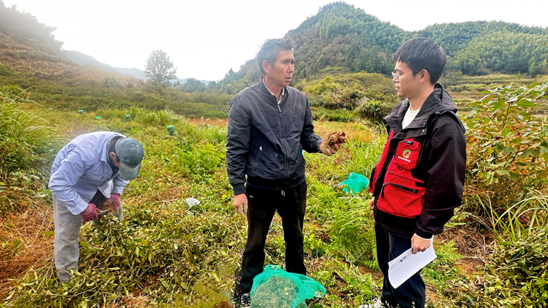 浙農(nóng)中藥磐安白術(shù)基地迎來(lái)豐收 質(zhì)效雙優(yōu)助力產(chǎn)業(yè)振興