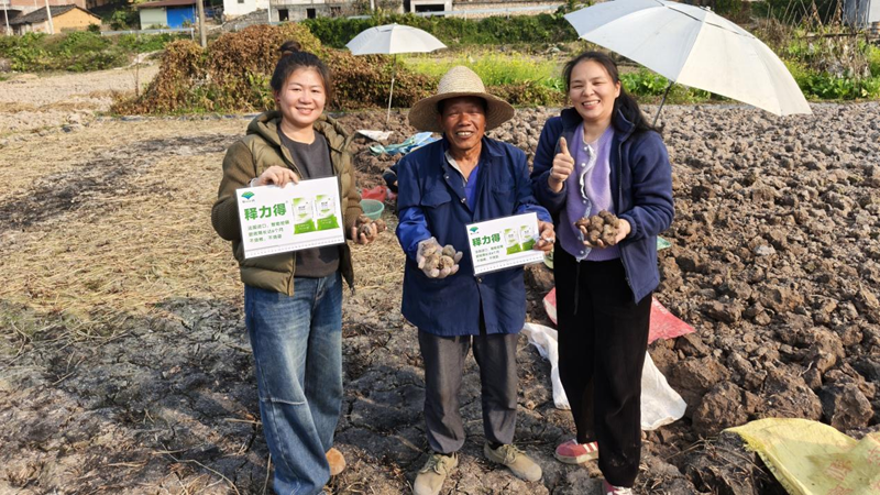 愛普科技助力荔浦馬蹄增產增收